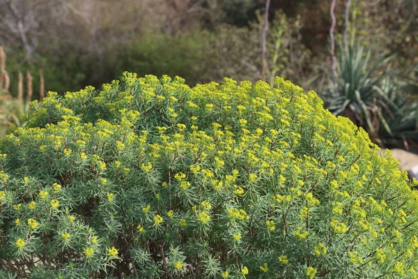 Euphorbia Dendroides Pequeño Árbol Gran Arbusto Familia Euphorbiaceae Que Crece — Foto de Stock