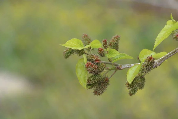 Branch Ripening Mulberry Blurred Background — Stock Photo, Image