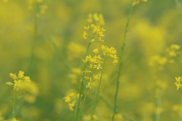 stock image flowers of wild mustard plant in nature