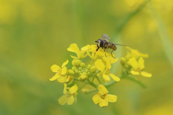 Hover Fly Também Chamado Flower Fly Syrphid Fly Flor Primavera — Fotografia de Stock