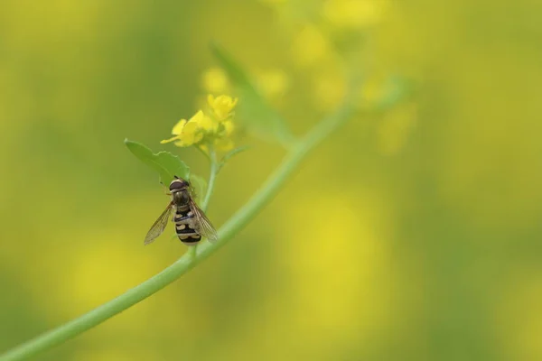 Hover Fly Também Chamado Flower Fly Syrphid Fly Flor Primavera — Fotografia de Stock