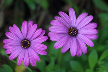 Mor bir Dimorphotheca ecklonis 'in yakın plan çekimi, ayrıca Cape Marguerite olarak da bilinir. Seçici odak. 