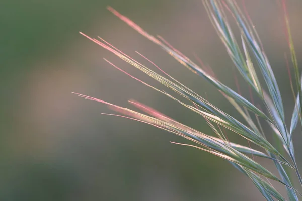 Поле Травы Ветру Закате — стоковое фото