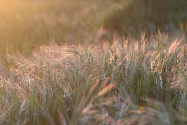 夕暮れ時の風に吹かれた草の畑 — ストック写真