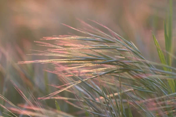夕暮れ時の風に吹かれた草の畑 — ストック写真