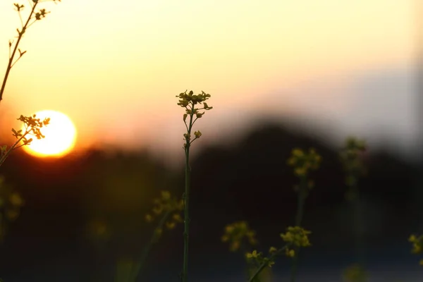太陽の光と美しい夕日の背景のぼやけたフィールド — ストック写真