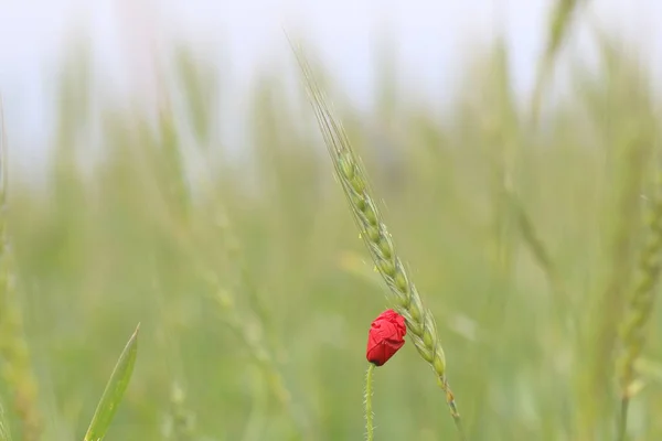 春には小麦畑のポピー 選択的焦点 — ストック写真