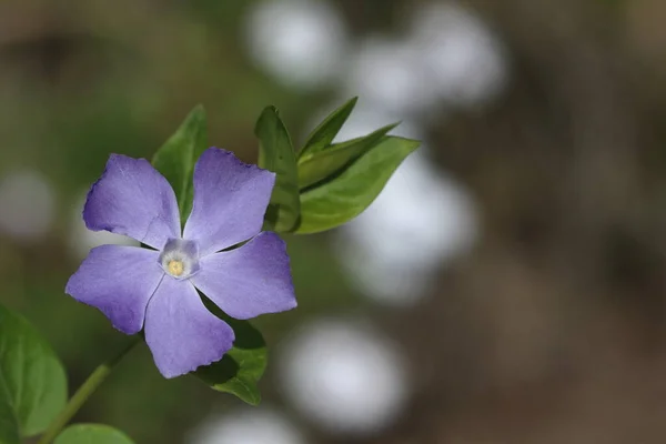 Vinca Herbacea Otçul Menekşe Çiçekli Bir Bitkidir — Stok fotoğraf