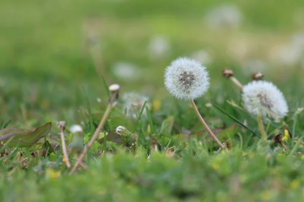 Dandelion Flower Green Lawn — Stock Photo, Image