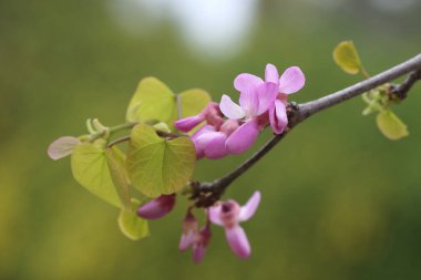 Cercis siliserum çiçekleri, genellikle Judas ağacı olarak bilinir, küçük bir yaprak döken ağaçtır.