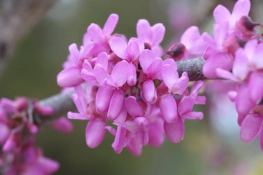 Cercis siliserum çiçekleri, genellikle Judas ağacı olarak bilinir, küçük bir yaprak döken ağaçtır.