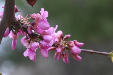 Cercis siliserum çiçekleri, genellikle Judas ağacı olarak bilinir, küçük bir yaprak döken ağaçtır.
