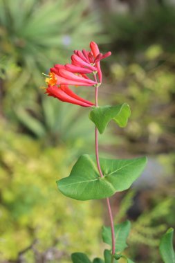 Lonicera sempervirens (yaygın olarak mercan hanımeli, trompet hanımeli veya kırmızı hanımeli olarak bilinir), hanımeli üzümünün çiçekli bitki türüdür. 