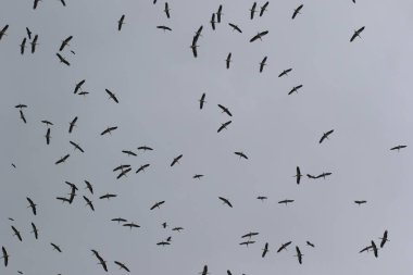 Gökyüzünde uçan leylek sürüsü. Leyleklerin dönüşü. 