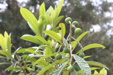 İlkbaharda olgunlaşan lokuat meyveleri. 