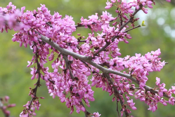 Kwiatów Ćwiczenia Siliquastrum Powszechnie Znany Jako Drzewo Judasza Jest Małe — Zdjęcie stockowe