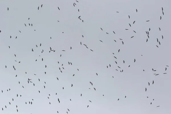 Flock Storks Flying Sky Return Storks — Stock Photo, Image