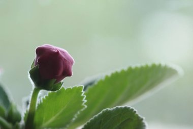 Sinningia Specosa, Brezilya 'ya özgü tüberküloz bitkisinin bir üyesidir. Ayrıca lavanta kraliçesi olarak da bilinir, menekşe rengi terlik.