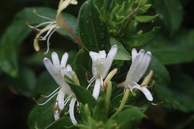 Lonicera japonica, Japon hanımeli ve altın ve gümüş hanımeli olarak da bilinen, Doğu Asya 'ya özgü bir hanımeli türüdür.