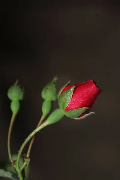 Gyönyörű Vörös Rózsa Egy Sötét Háttér — Stock Fotó