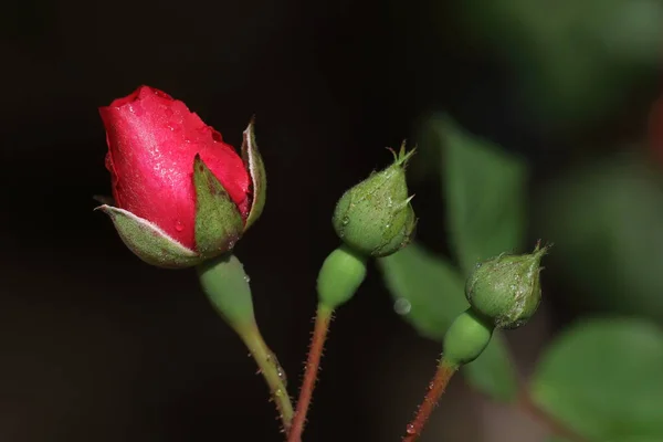 Krásná Růžová Květina Zahradě — Stock fotografie