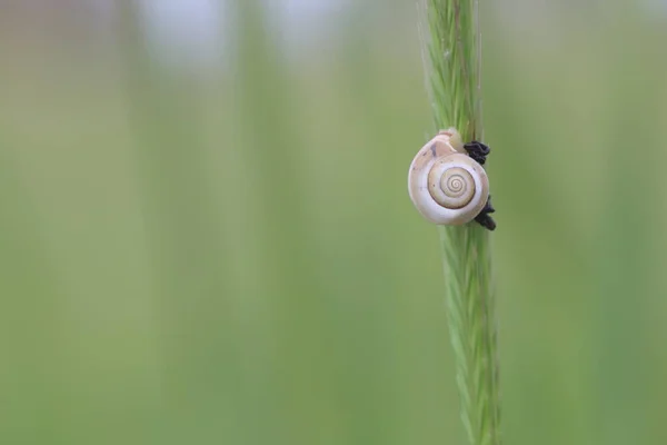 春天一只蜗牛在植物上爬行 — 图库照片