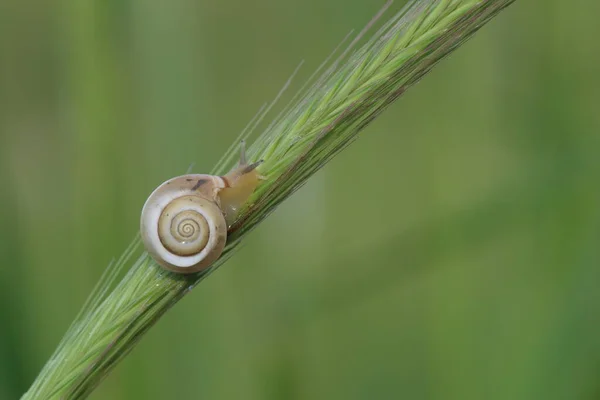 春天一只蜗牛在植物上爬行 — 图库照片