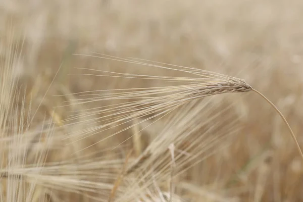 大きな畑の奥に小麦の耳があり — ストック写真