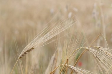 Büyük bir tarlanın arka planında buğday başakları