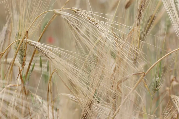 大きな畑の奥に小麦の耳があり — ストック写真