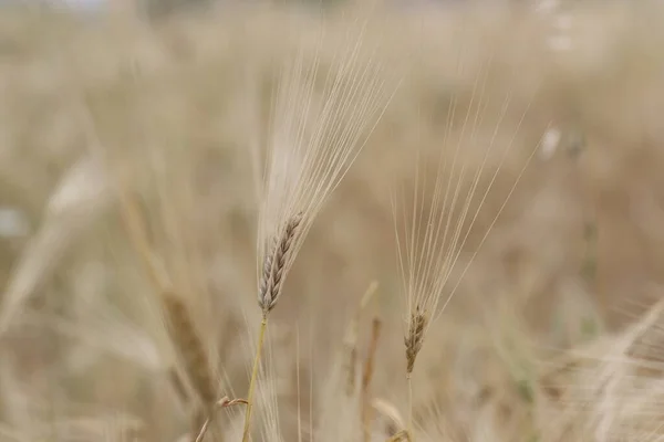 大田背景下的麦穗 — 图库照片