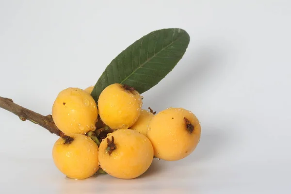 Loquat (Eriobotrya japonica), yaprakları ve portakal meyveleri için yetişen ve bitkisel çay yapımında kullanılan büyük yeşil bir çalıdır. Olgun lokuat meyveleri ve yeşil yapraklar..