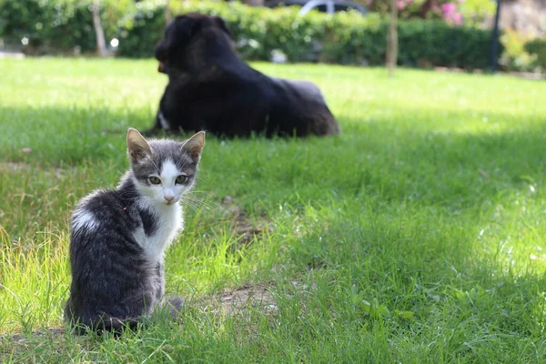 Zbloudilé Kotě Parku Krásná Kočka Sedící Poli Trávníku — Stock fotografie