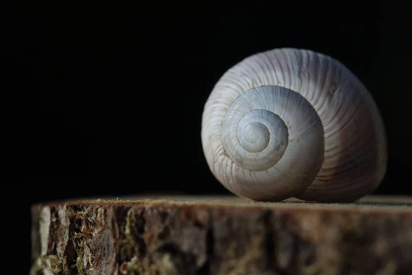 Empty Snail Shell Wood Slice — Stock Photo, Image
