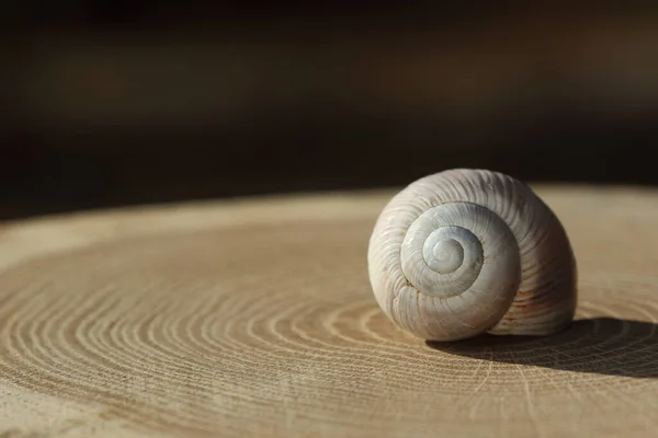 木片上的一个空蜗牛壳 — 图库照片