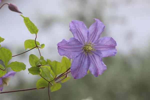 Flor Clematis Púrpura Primavera — Foto de Stock