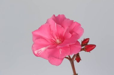 Zakkum ya da neryum olarak bilinen Neryum zakkum, bir çalı ya da küçük ağaçtır.