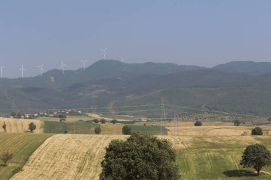 Kırsalda buğday tarlası 