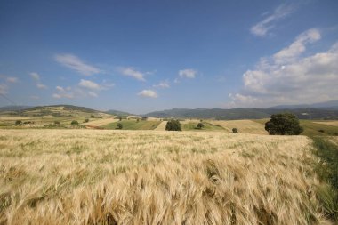 Kırsalda buğday tarlası 