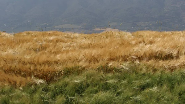 Weizenfeld Auf Dem Land — Stockfoto