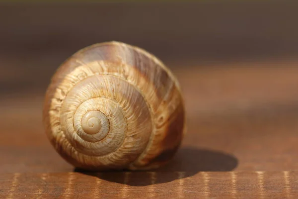 Empty Snail Shell Wood — Stock Photo, Image