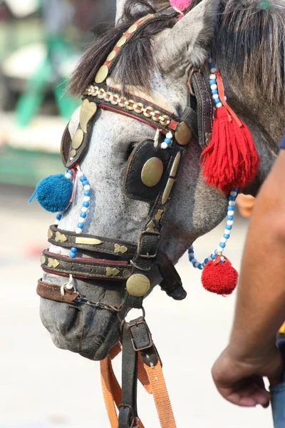 Hoofd Van Het Paard Met Blauwe Hemelachtergrond — Stockfoto
