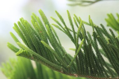 Araucaria schmidii, Araucariaceae familyasından bir kozalak türü.