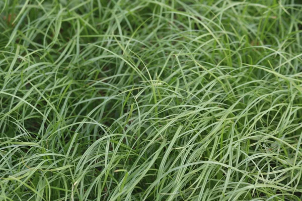 庭の新鮮な草は — ストック写真