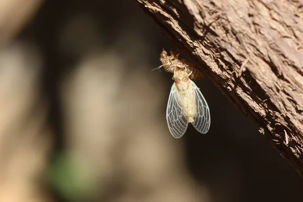 Cicada Těsně Lití Létě — Stock fotografie
