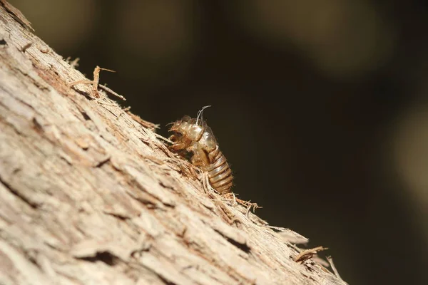 Cicada Just Molting Summer — Stock Photo, Image