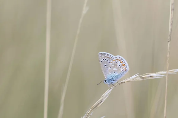 Κοινή Μπλε Πεταλούδα Ένα Κλαδί — Φωτογραφία Αρχείου