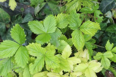 Fragaria vesca yaprakları, genellikle yabani çilek olarak adlandırılır.