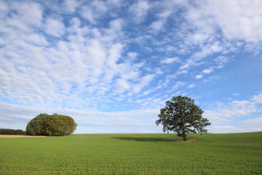 Mavi gökyüzü olan güzel Bavyera manzarası. Bir tarladaki ağaç. 