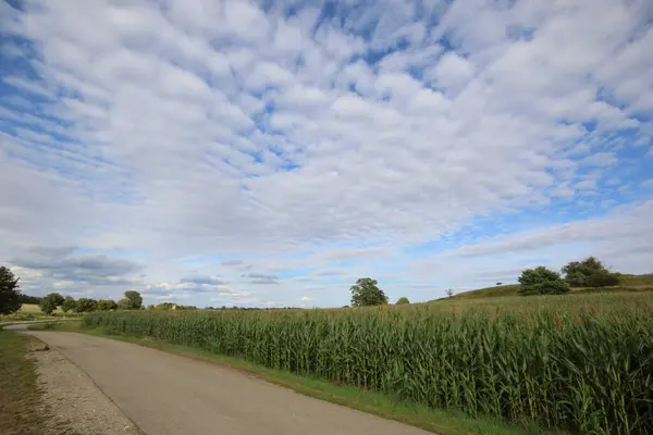 德国巴维拉的一片蓝天玉米地 — 图库照片